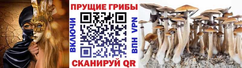 мега tor Билибино Галлюциногенные грибы Psilocybine cubensis